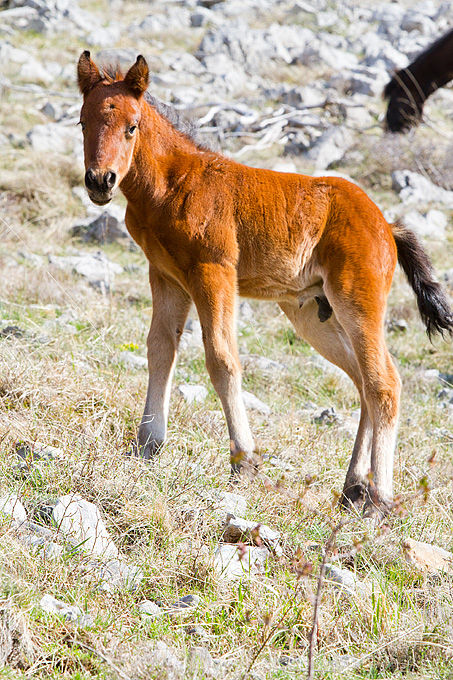 Divlji konji na Velebitu, foto: Leo Banić