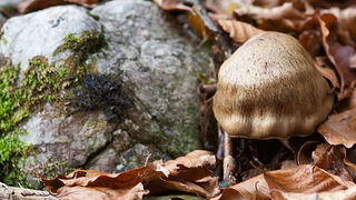 Lička jesen u znaku gljiva, Foto: Leo Banić