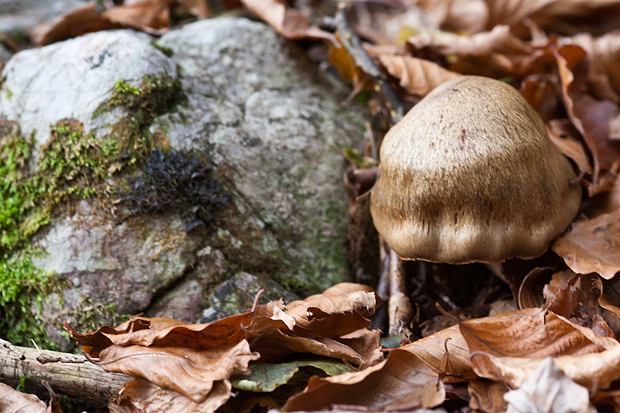 Lička jesen u znaku gljiva, Foto: Leo Banić