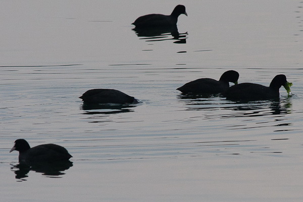 Liske u uvali Bregdetti