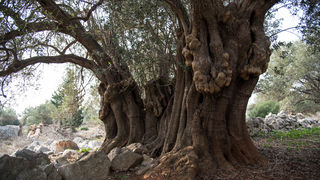 Berba maslina u Lunu, foto: V. Pesic