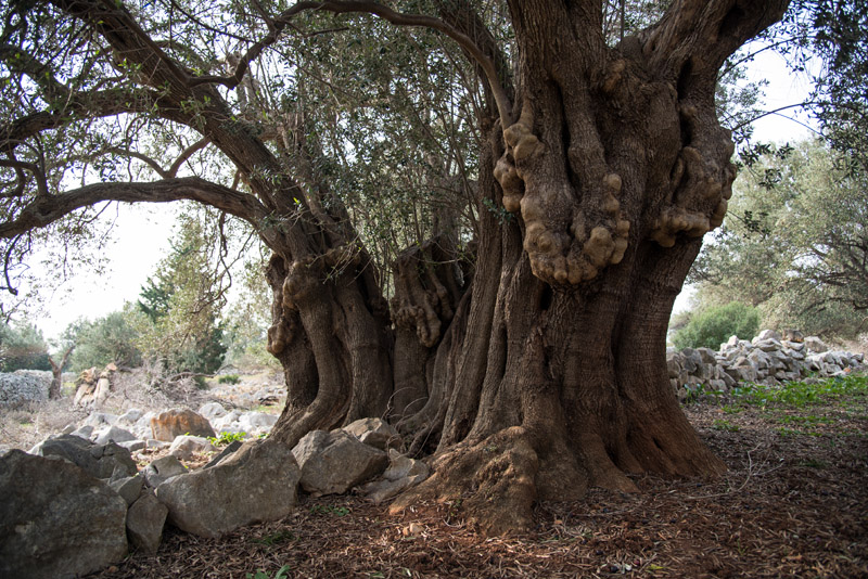 Berba maslina u Lunu, foto: V. Pesic