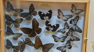 11. Noć muzeja u Zadru, foto-Iva Perinčić 11. Noć muzeja u Zadru, foto-Iva Perinčić