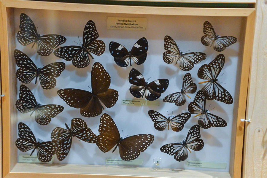 11. Noć muzeja u Zadru, foto-Iva Perinčić 11. Noć muzeja u Zadru, foto-Iva Perinčić