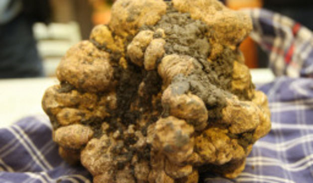 Divovski bijeli tartuf (Foto: ANSA)