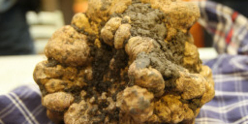 Divovski bijeli tartuf (Foto: ANSA) Divovski bijeli tartuf (Foto: ANSA)