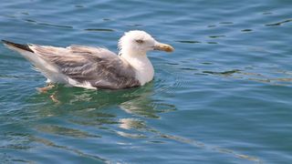 Đir po gradu 3. rujna 2016.