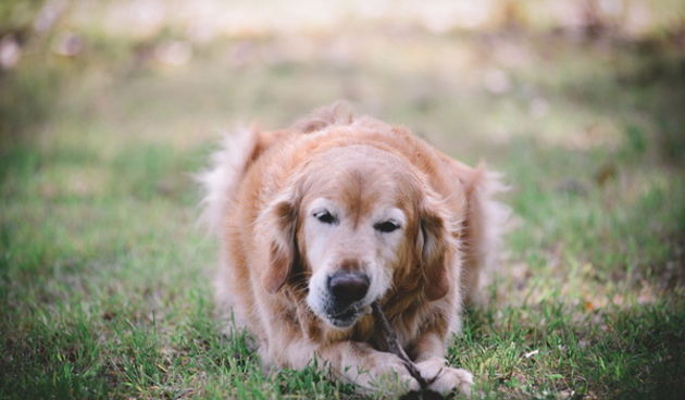 CACIB Zadar – Prvak prvaka, treći dan, 30. travnja 2016