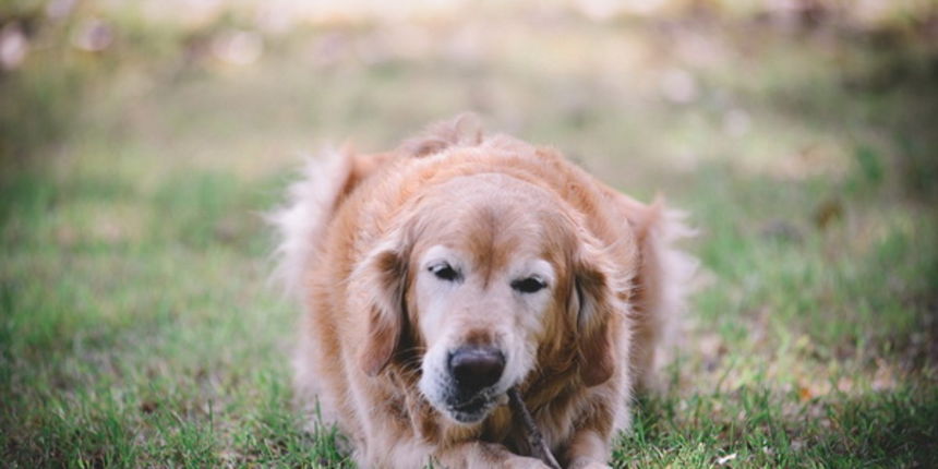 CACIB Zadar – Prvak prvaka, treći dan, 30. travnja 2016