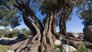 Biograd na moru: Otvorena izložba fotografija “Lunjske masline” Biograd na moru: Otvorena izložba fotografija “Lunjske masline”