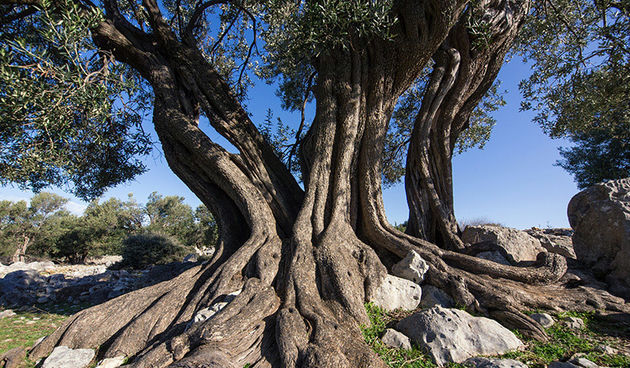 Biograd na moru: Otvorena izložba fotografija “Lunjske masline”