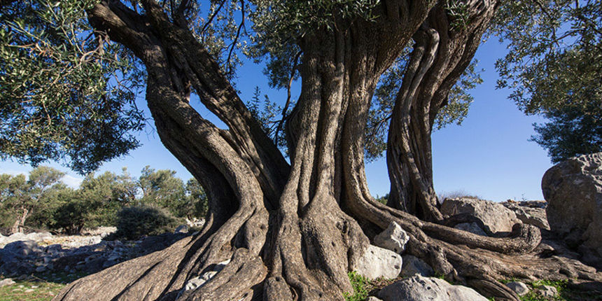 Biograd na moru: Otvorena izložba fotografija “Lunjske masline”