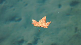 Đir po gradu, 17. siječnja 2025.