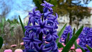 Boje i mirisi proljeća, Foto: CROPIX