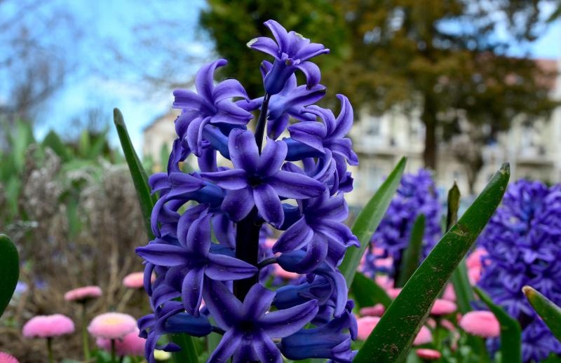Boje i mirisi proljeća, Foto: CROPIX