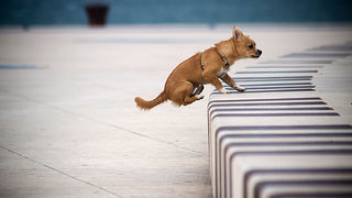 Galebov let (foto:Saša Čuka)