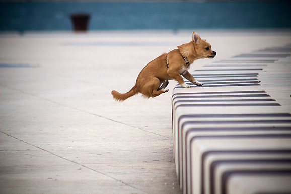 Galebov let (foto:Saša Čuka)