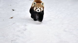 Zagreb, 100212. 
Osim sto je zabijelio grad, snijeg je prekrio i nastambe zivotinja u Zooloskom vrtu. Neke su dobro prihvatile hladnije uvjete, dok su se druge skrivale u svojim zidanim nastambama.
Na slici: crveni panda.
Foto: Boris Kovacev / CROPIX