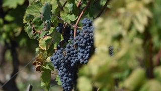 Vinogradi u Donjem polju kod Šibenika prepuni su zdravog crnog i bijeloga grozđa a ovih dana očekuju se i prve prve berbe. Photo: Hrvoje Jelavić/PIXSELL Vinogradi u Donjem polju kod Šibenika prepuni su zdravog crnog i bijeloga grozđa a ovih dana očekuju se i prve prve berbe. Photo: Hrvoje Jelavić/PIXSELL