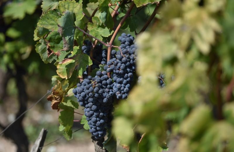 Vinogradi u Donjem polju kod Šibenika prepuni su zdravog crnog i bijeloga grozđa a ovih dana očekuju se i prve prve berbe. Photo: Hrvoje Jelavić/PIXSELL Vinogradi u Donjem polju kod Šibenika prepuni su zdravog crnog i bijeloga grozđa a ovih dana očekuju se i prve prve berbe. Photo: Hrvoje Jelavić/PIXSELL