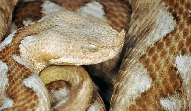 Poskok (Foto: Wikipedia.com)