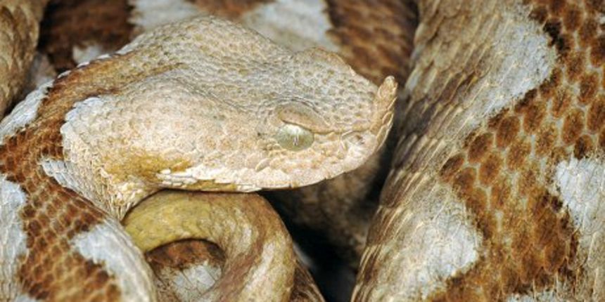 Poskok (Foto: Wikipedia.com)