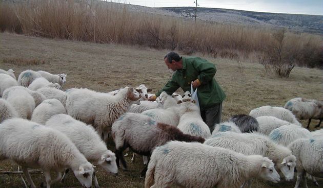 Paški ovčar (foto: J.Portada)