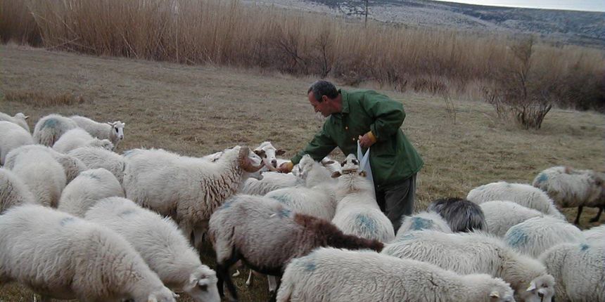 Paški ovčar (foto: J.Portada)