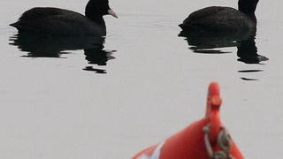 Liske u uvali Bregdetti