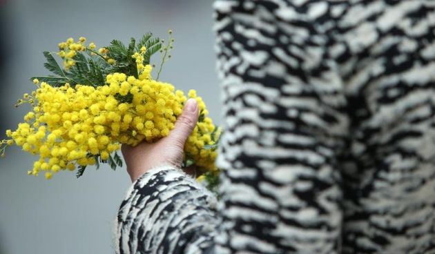 emedjimurje dan mimoza