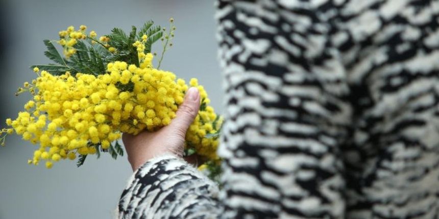 emedjimurje dan mimoza