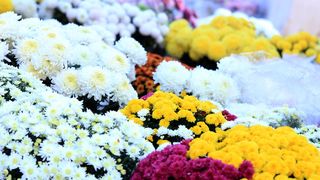 Započela prodaja cvijeća na zadarskoj tržnici, foto-I. Perinčić Započela prodaja cvijeća na zadarskoj tržnici, foto-I. Perinčić