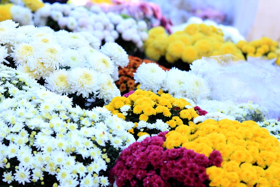 Započela prodaja cvijeća na zadarskoj tržnici, foto-I. Perinčić Započela prodaja cvijeća na zadarskoj tržnici, foto-I. Perinčić