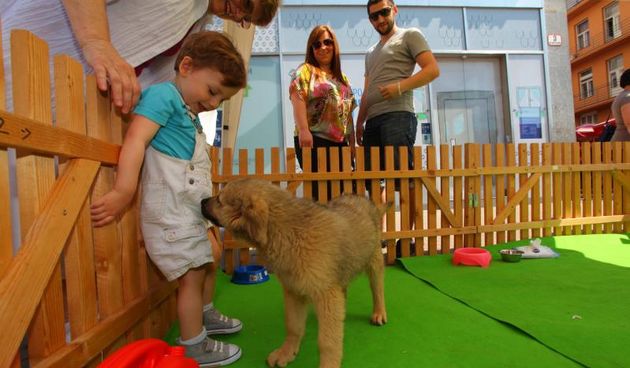 15.06.2013., Zagreb – Stand Azila za pse Dumovec na Trgu bana Jelacica, koji propagira udomljavanje pasa. Akcijom Udomljavanje je fora pokusavaju pronaci novi dom za stence. Photo: Tomislav Miletic/PIXSELL