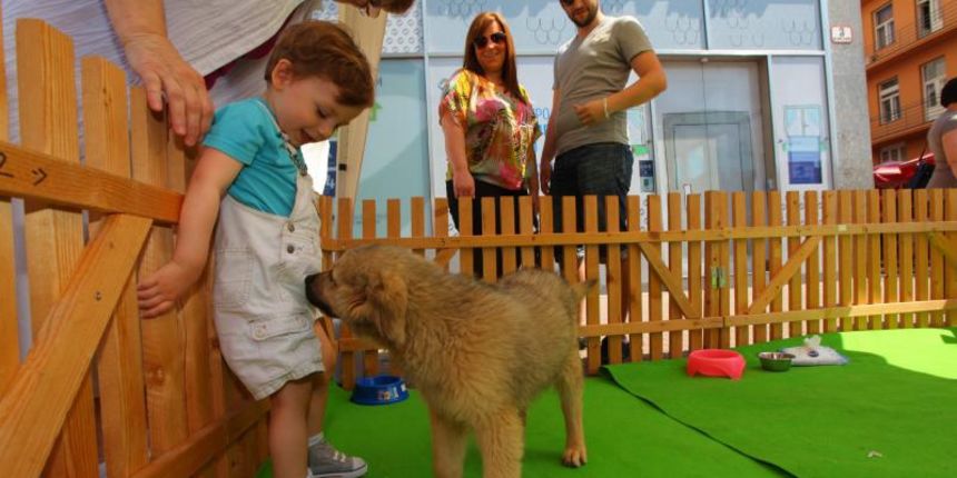 15.06.2013., Zagreb – Stand Azila za pse Dumovec na Trgu bana Jelacica, koji propagira udomljavanje pasa. Akcijom Udomljavanje je fora pokusavaju pronaci novi dom za stence. Photo: Tomislav Miletic/PIXSELL