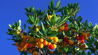 Malo Sukošana, pa Pakoštana, pa Puntaskale…, foto: Leonard Kvarantan