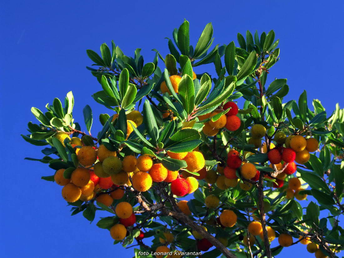 Malo Sukošana, pa Pakoštana, pa Puntaskale…, foto: Leonard Kvarantan
