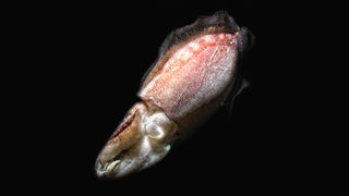 Foto: Ante Uglešić Foto: Ante Uglešić