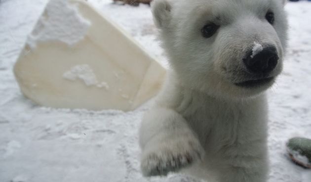 Mali polarni medvjed na snijegu