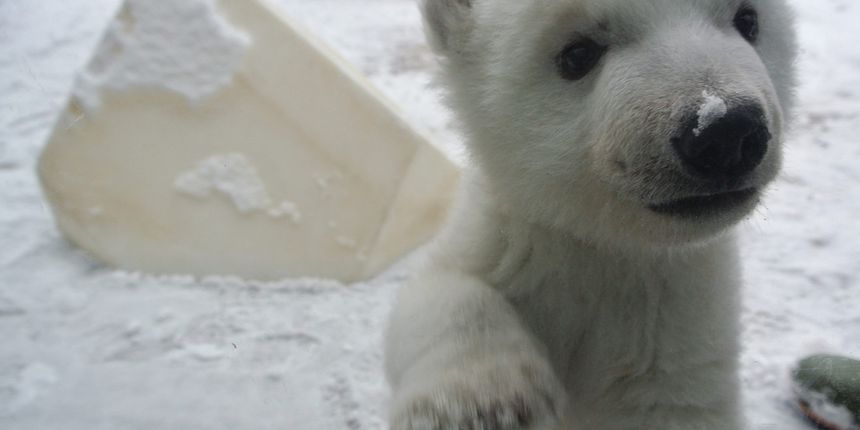 Mali polarni medvjed na snijegu Mali polarni medvjed na snijegu