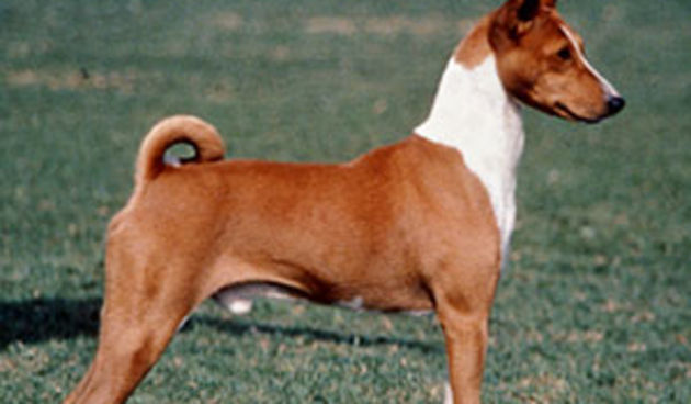 Pas, basenji, foto:pinterest.com