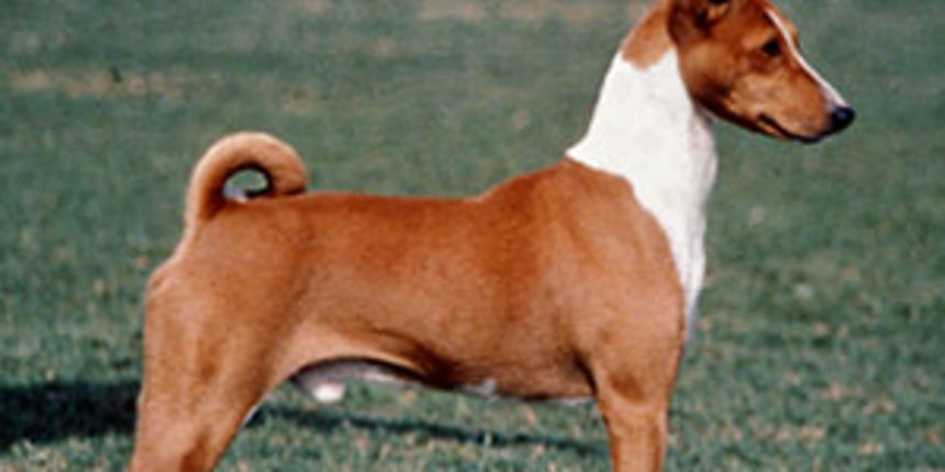 Pas, basenji, foto:pinterest.com Pas, basenji, foto:pinterest.com
