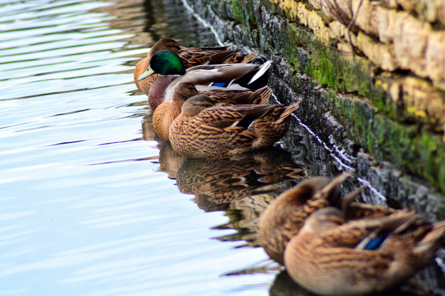 Đir 17. prosinca – uvala Maestral, Foto: Iva Perinčić