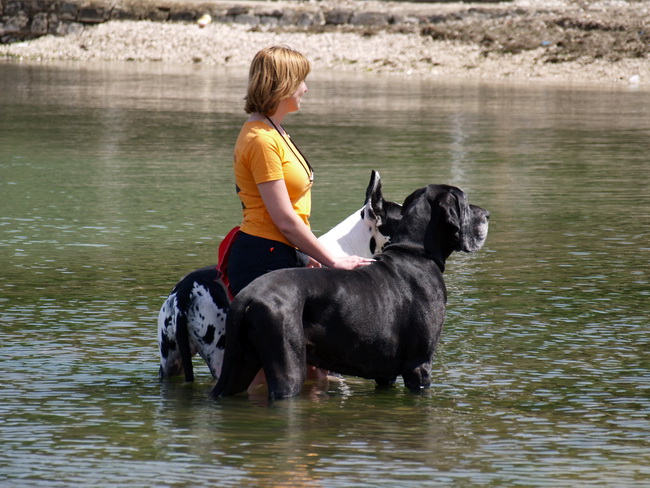 Zadar: Medjunarodna izlozba pasa CACIB 1. svibnja 2010.