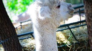 Zaton Obrovački: ZOO s egzotičnim i domaćim životinjama Zaton Obrovački: ZOO s egzotičnim i domaćim životinjama