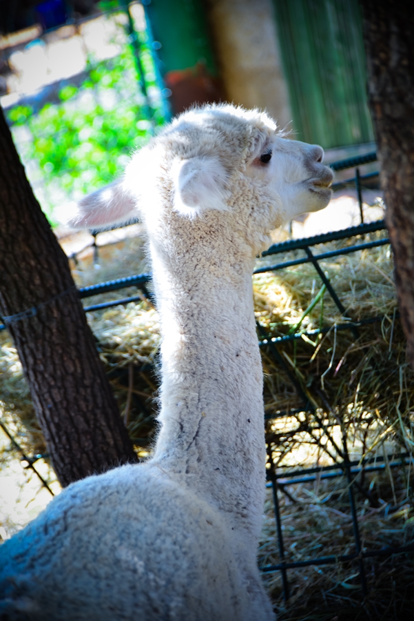 Zaton Obrovački: ZOO s egzotičnim i domaćim životinjama Zaton Obrovački: ZOO s egzotičnim i domaćim životinjama