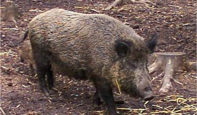 divlja svinja