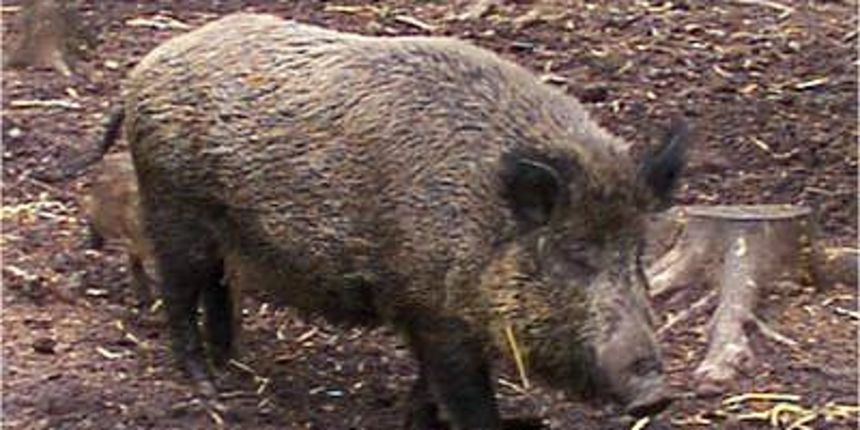 divlja svinja divlja svinja