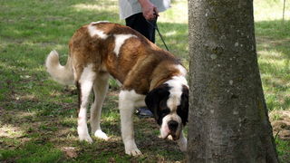 Zadar: Medjunarodna izlozba pasa CACIB 1. svibnja 2010.