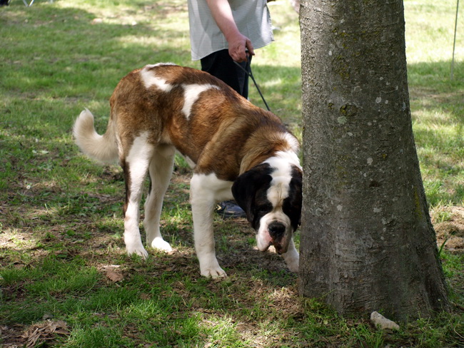 Zadar: Medjunarodna izlozba pasa CACIB 1. svibnja 2010.